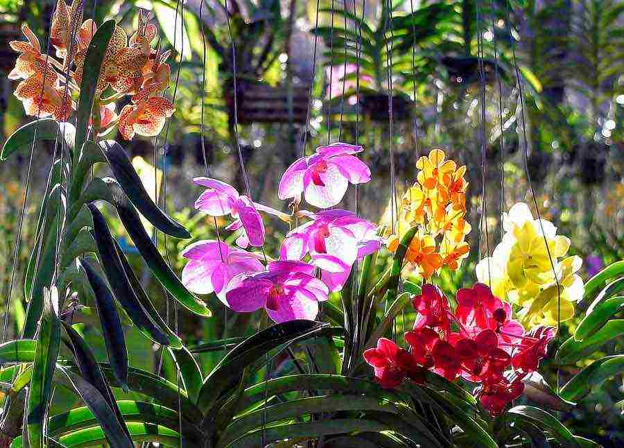 how to grow a wanda orchid at home