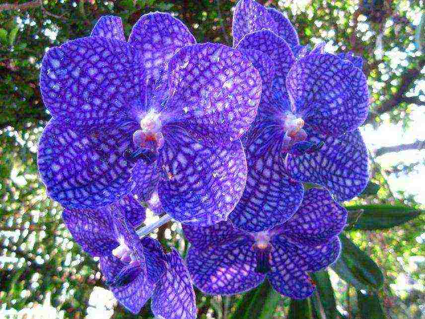 how to grow a wanda orchid at home