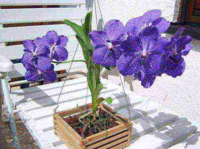 how to grow a wanda orchid at home