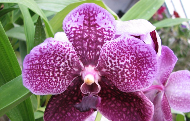 how to grow a wanda orchid at home