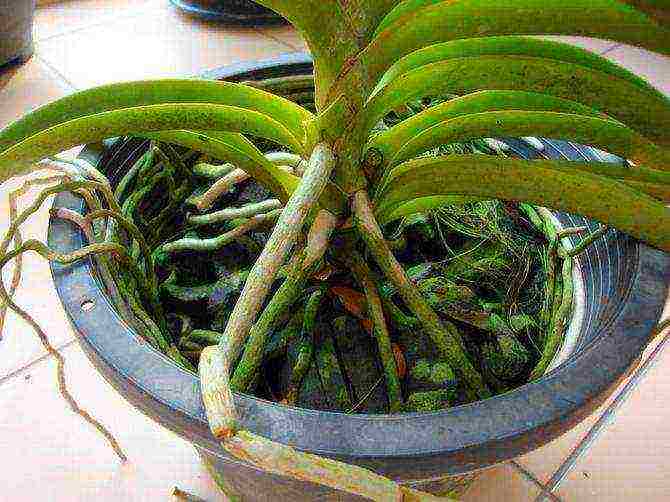 how to grow a wanda orchid at home