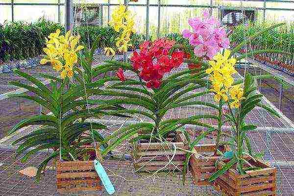 how to grow a wanda orchid at home