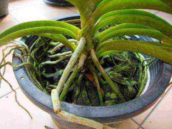 how to grow a wanda orchid at home