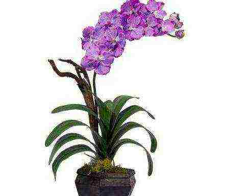 how to grow a wanda orchid at home