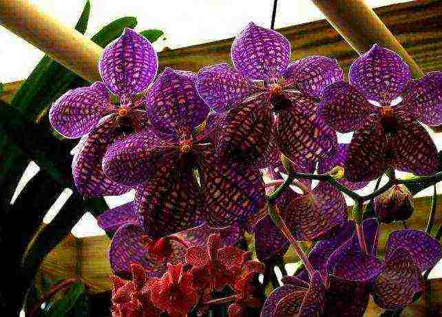 how to grow a wanda orchid at home