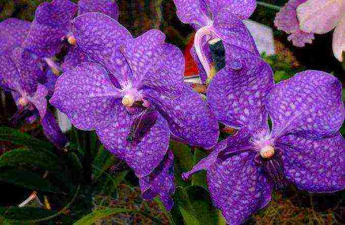 how to grow a wanda orchid at home