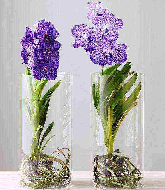 how to grow a wanda orchid at home