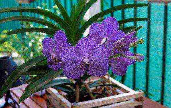 how to grow a wanda orchid at home