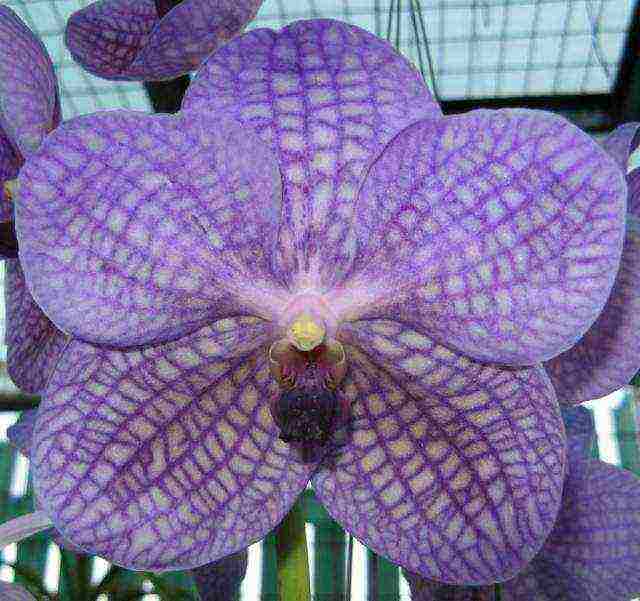 how to grow a wanda orchid at home