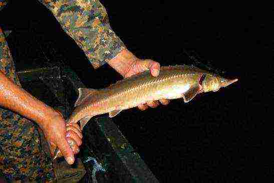 kung paano palaguin ang Sturgeon sa bahay para sa caviar