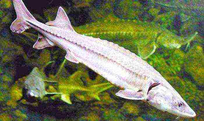 how to grow sturgeon fish at home