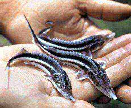 how to grow sturgeon fish at home