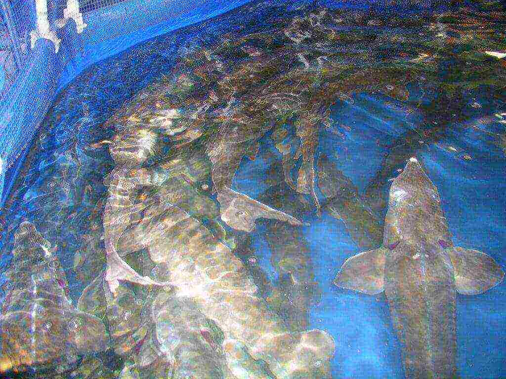 kung paano palaguin ang Sturgeon sa bahay