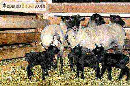 how to raise sheep at home