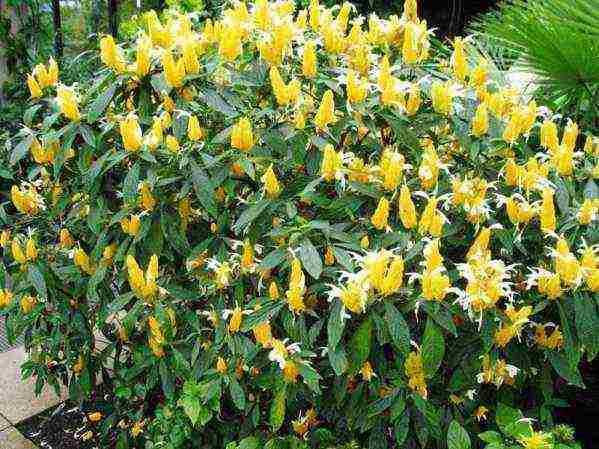 how to grow pachistachis at home