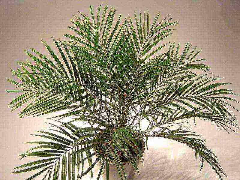 how to grow palm trees at home