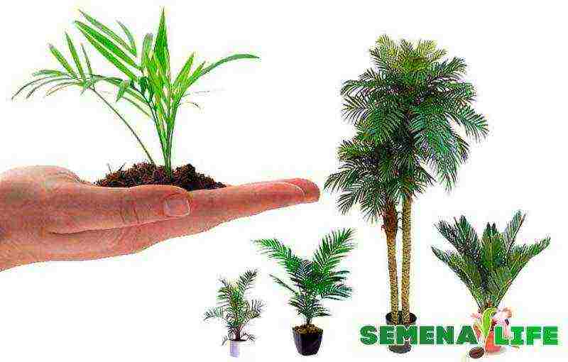 how to grow palm trees at home