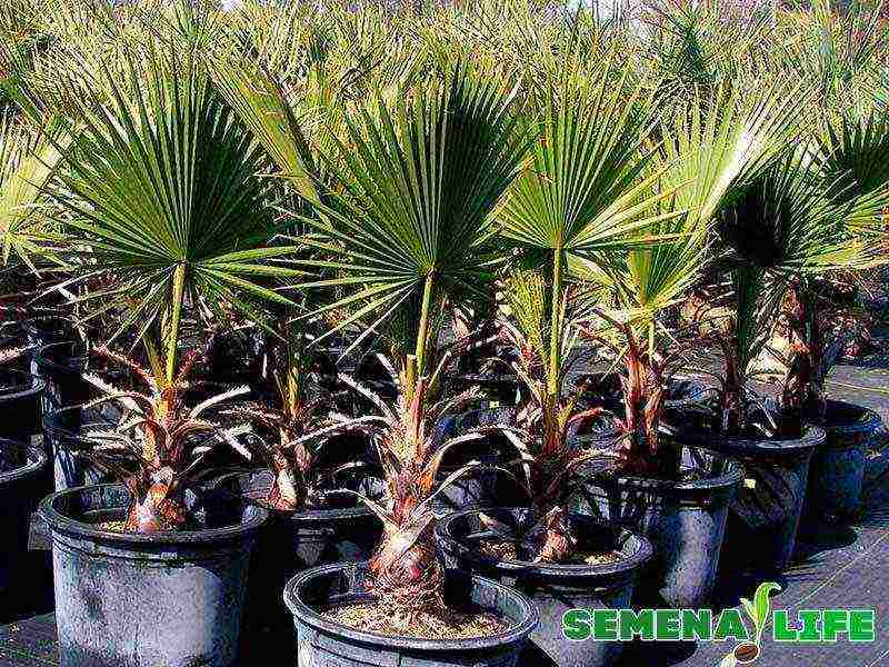 how to grow palm trees at home