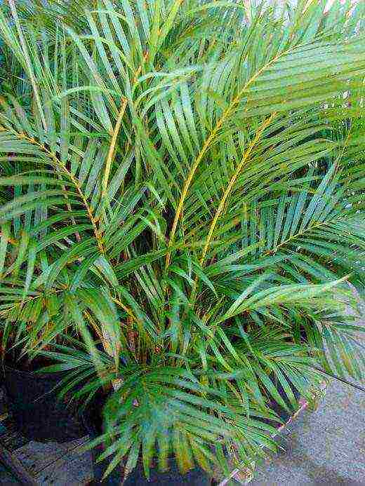 how to grow palm trees at home