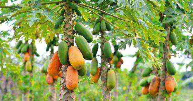 how to grow papaya at home