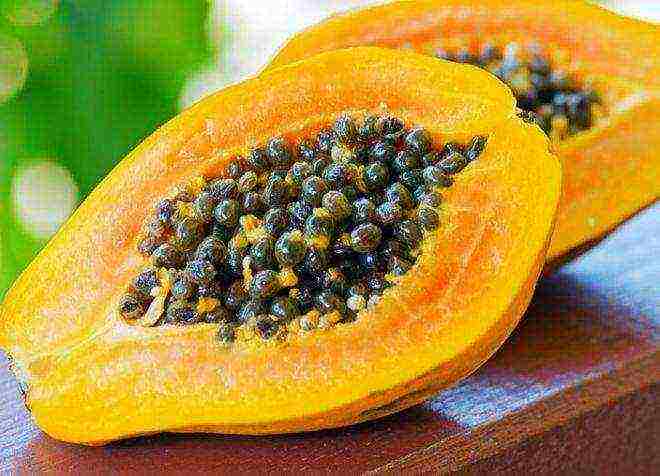 how to grow papaya at home