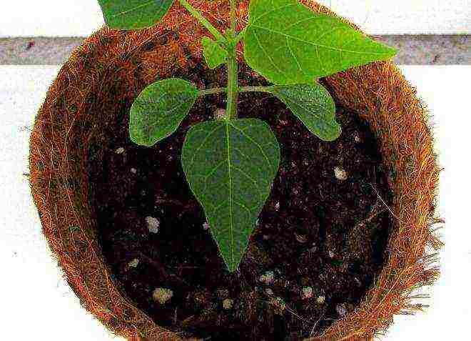 how to grow papaya at home