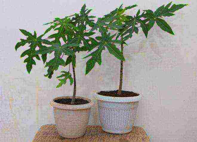 how to grow papaya at home