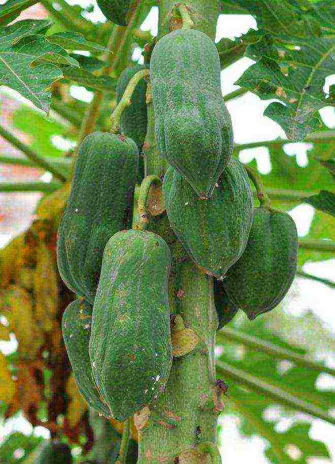 how to grow papaya at home