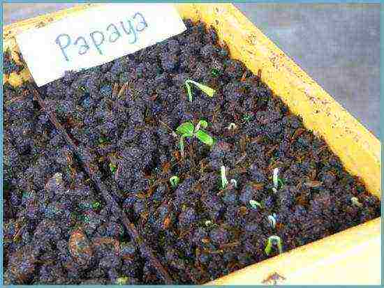 how to grow papaya at home