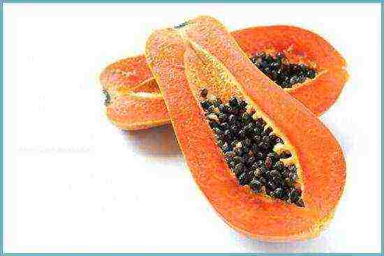 how to grow papaya at home