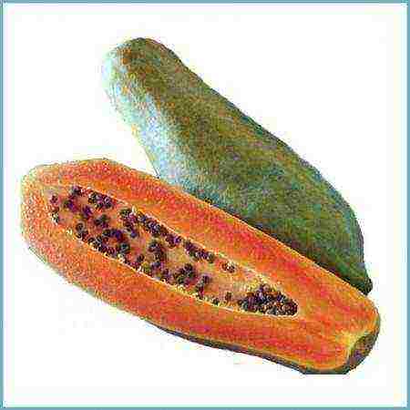 how to grow papaya at home