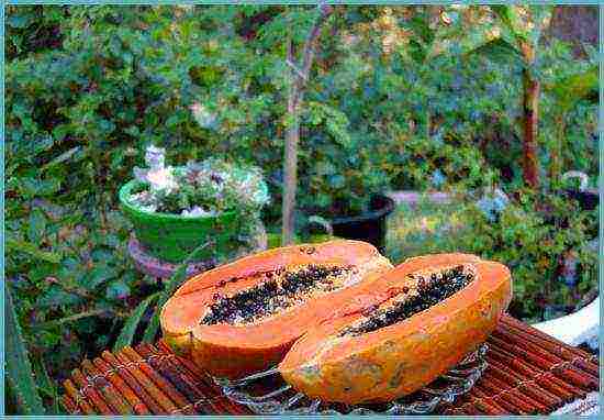 how to grow papaya at home