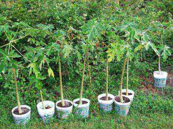 how to grow papaya at home