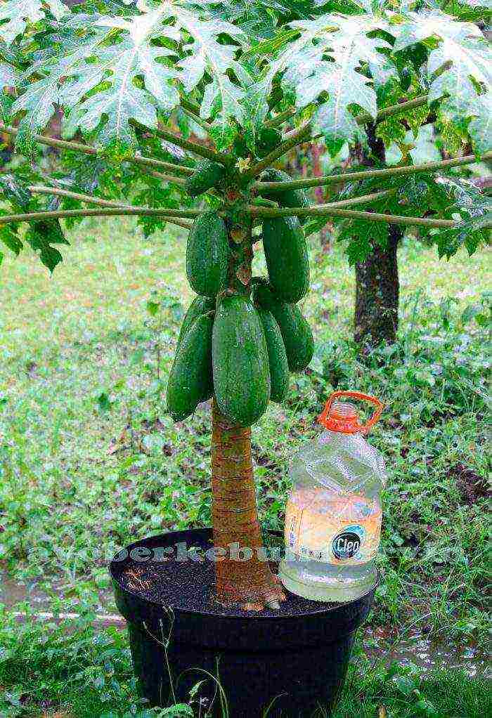 how to grow papaya at home