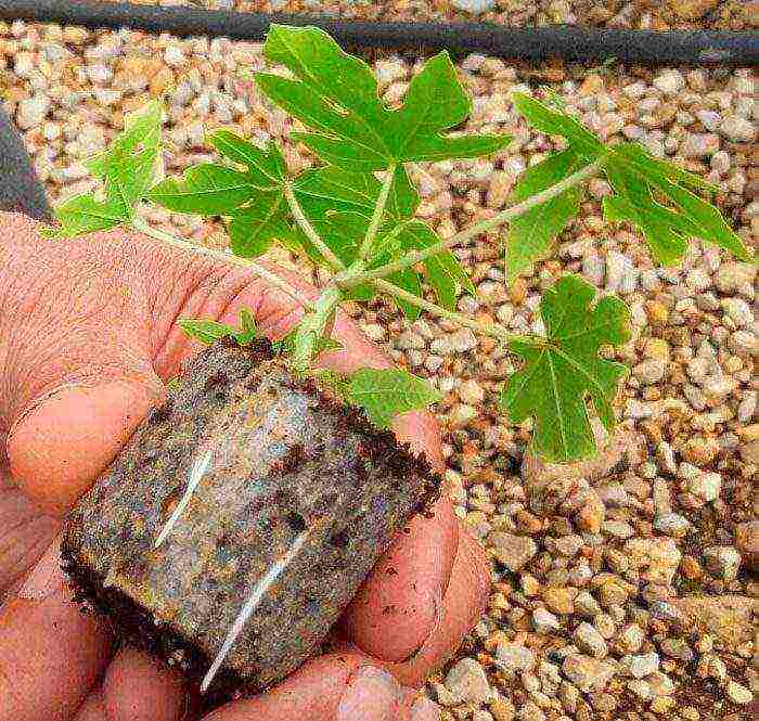 how to grow papaya at home