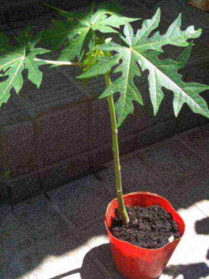 how to grow papaya at home