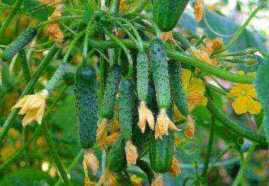 kung paano palaguin ang mga parthenocarpic cucumber sa isang greenhouse