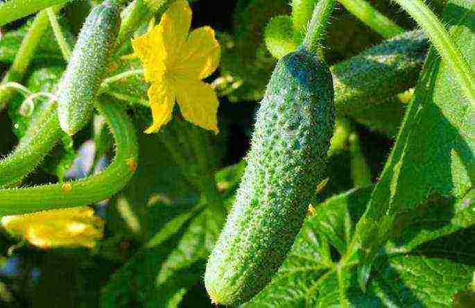 kung paano palaguin ang mga parthenocarpic cucumber sa isang greenhouse