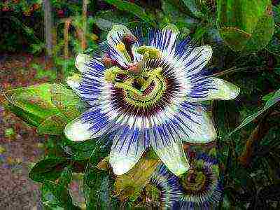 how to grow passionflower at home