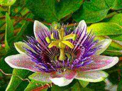 how to grow passionflower at home