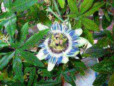 how to grow passionflower at home