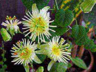 how to grow passionflower at home