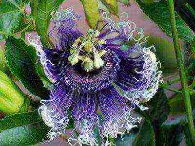 how to grow passionflower at home