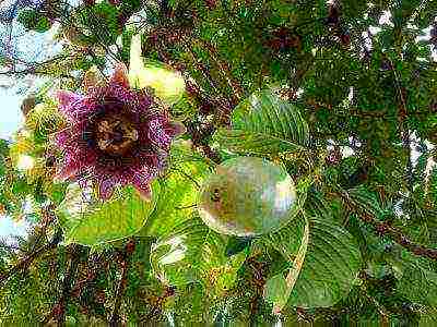 how to grow passionflower at home