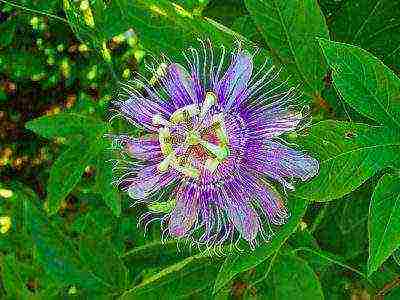 kung paano mapalago ang passionflower sa bahay