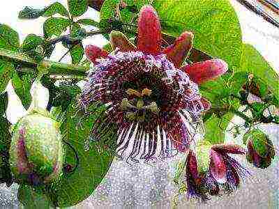 how to grow passionflower at home