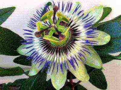 how to grow passionflower at home