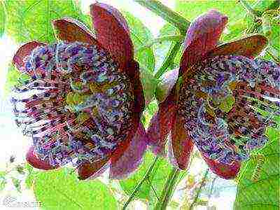 how to grow passionflower at home