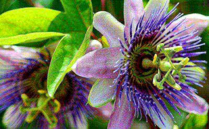 how to grow passionflower at home