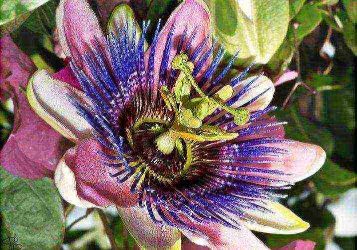 how to grow passionflower at home